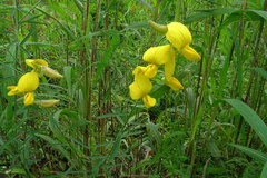 Crotalaria juncea